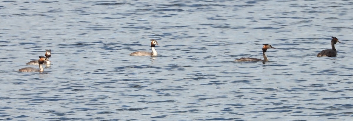 Great Crested Grebe - ML615563523