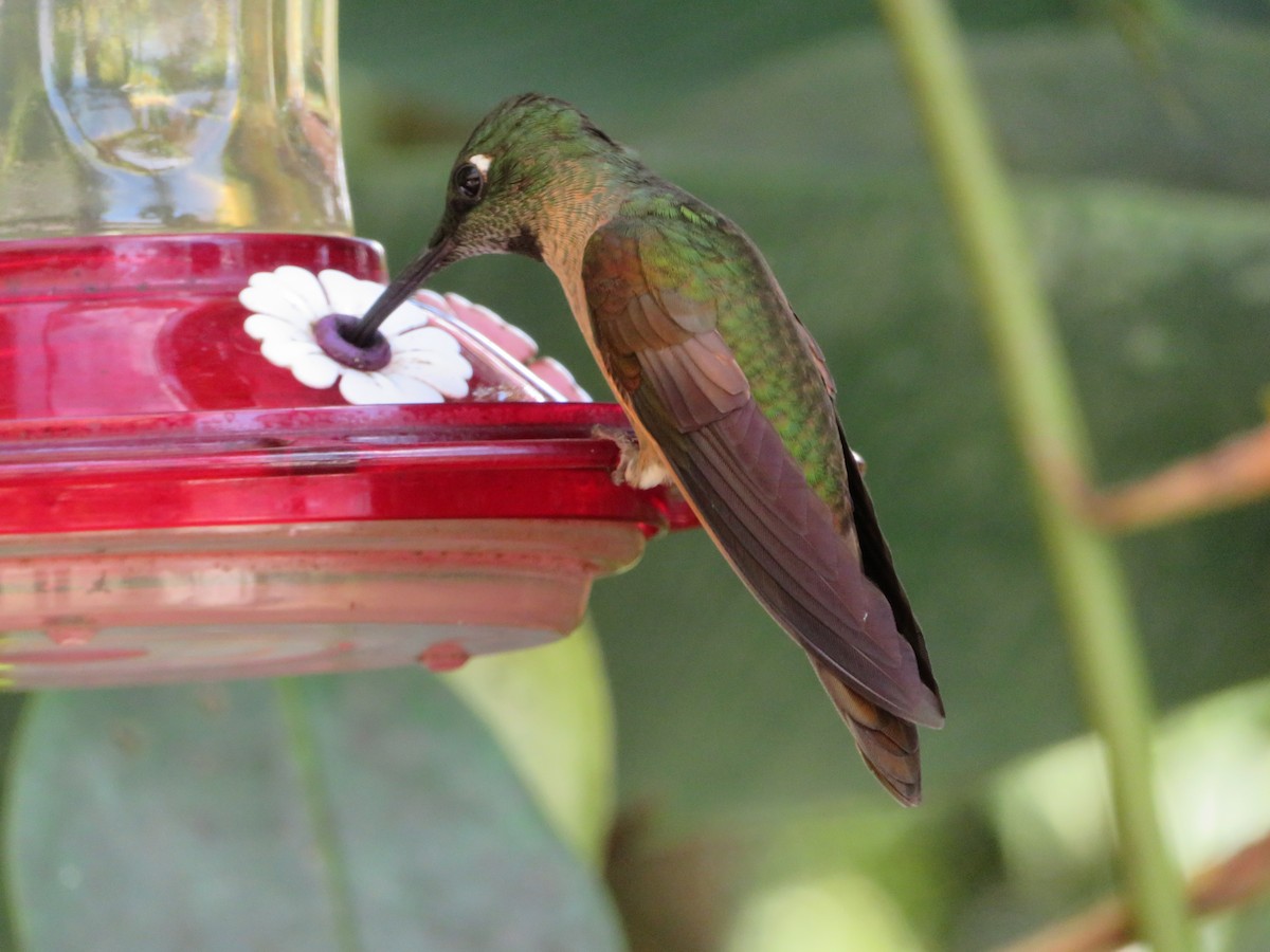 kolibřík hnědobřichý - ML615563743