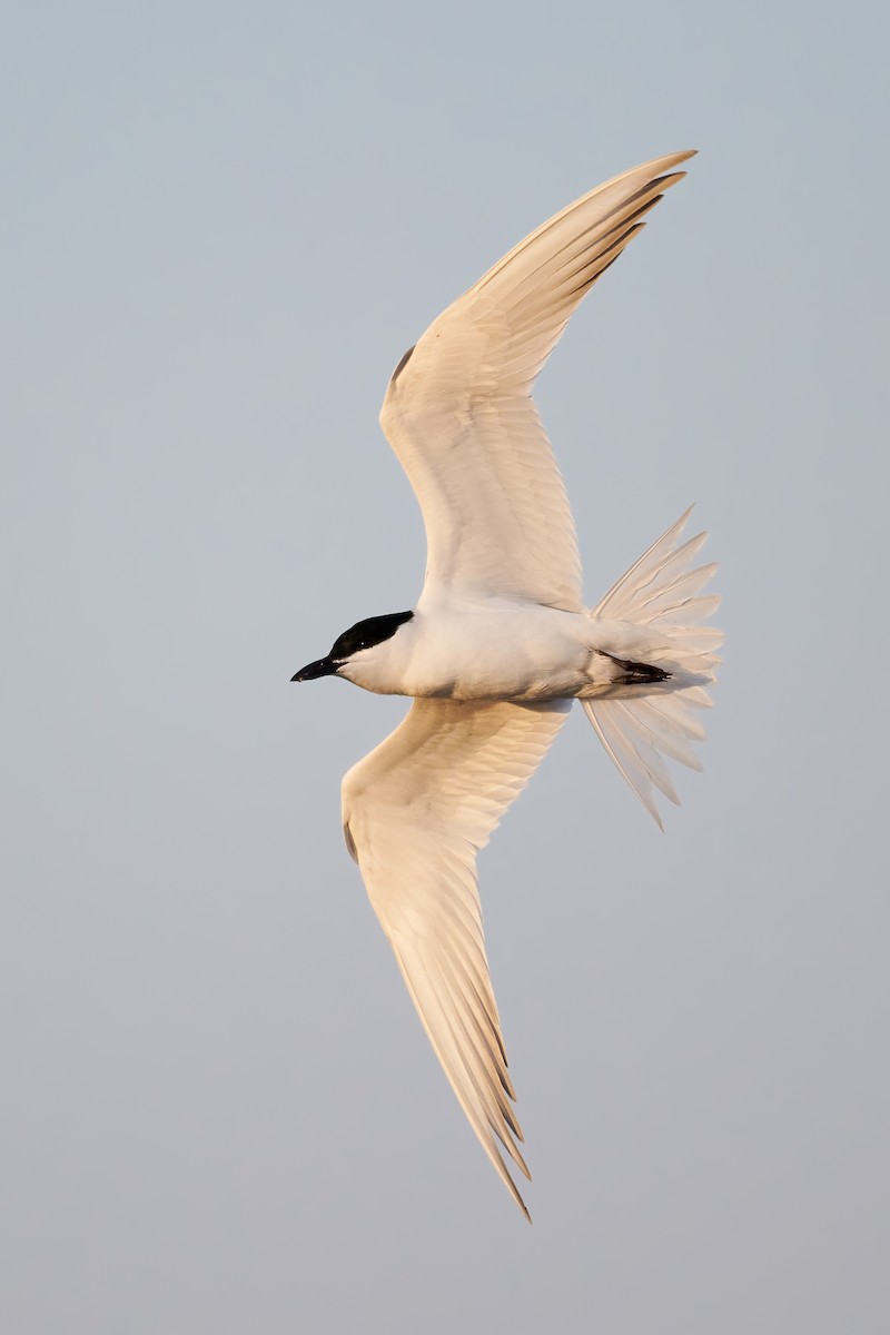 Gull-billed Tern - ML615563993