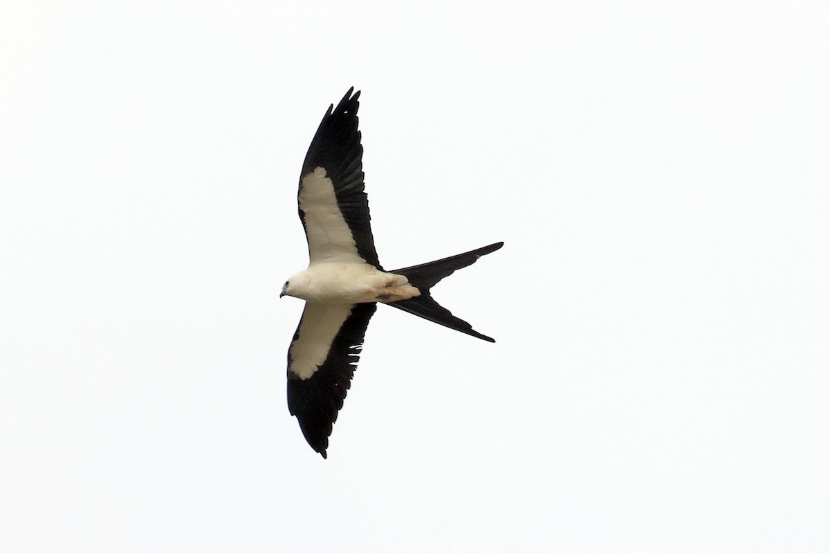 Swallow-tailed Kite - ML615564310