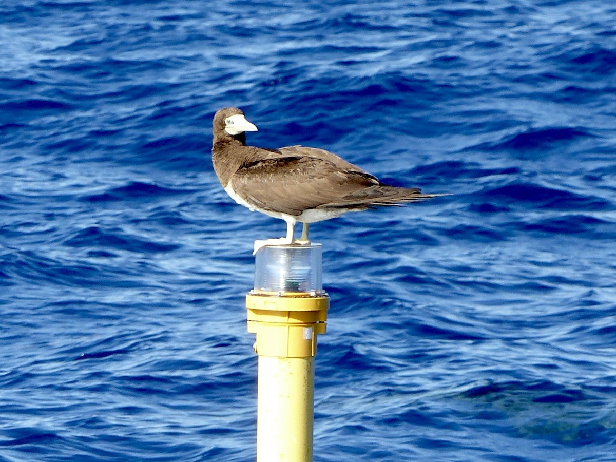 Brown Booby (Forster's) - ML615564665