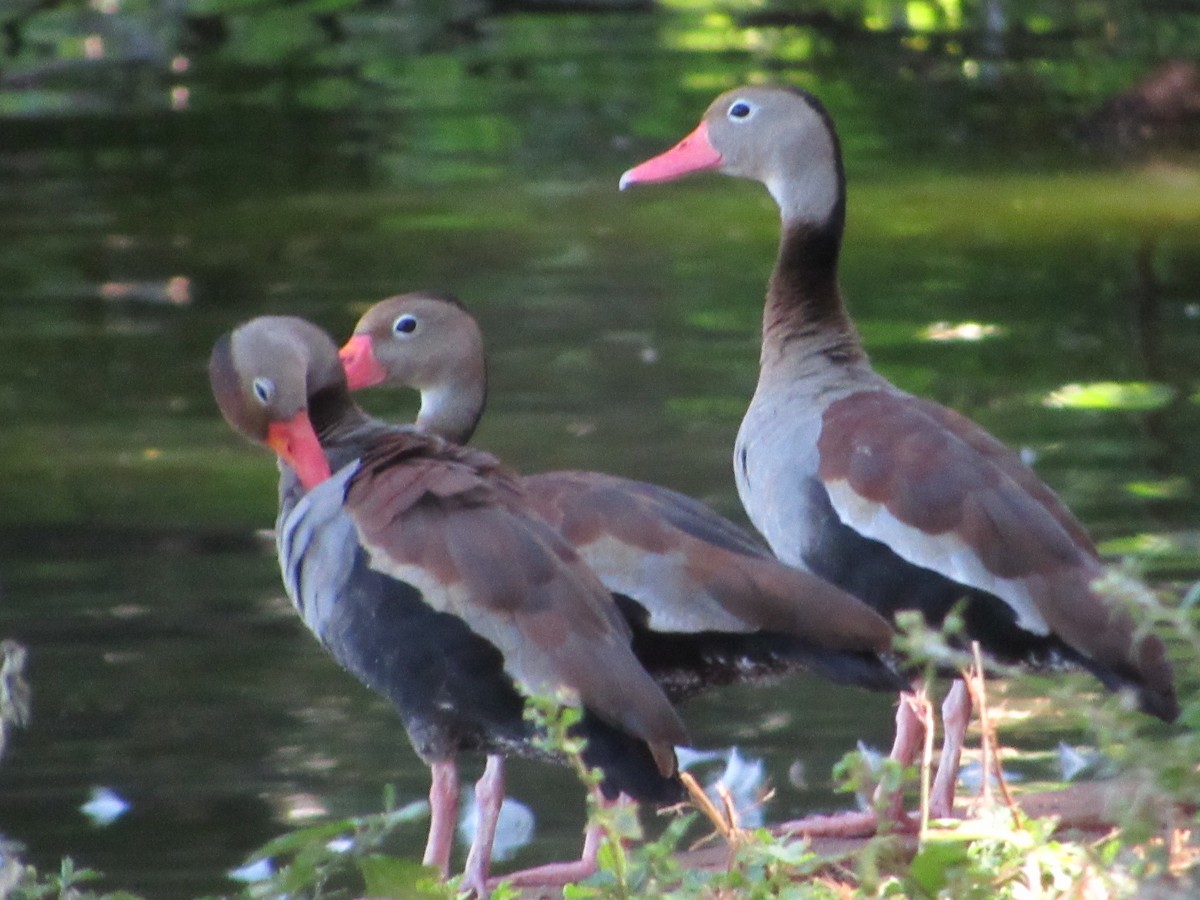 Black-bellied Whistling-Duck (autumnalis) - ML615564745
