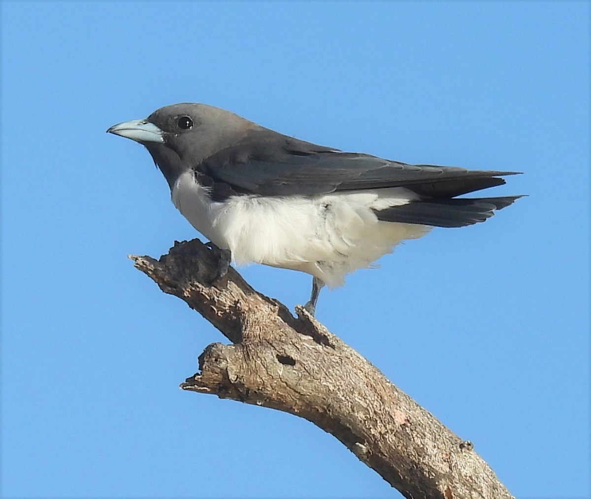White-breasted Woodswallow - ML615564765