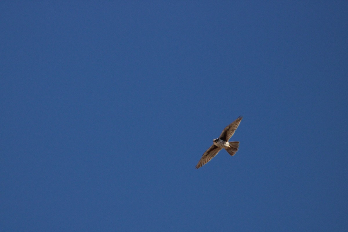 Prairie Falcon - Sundar Laks