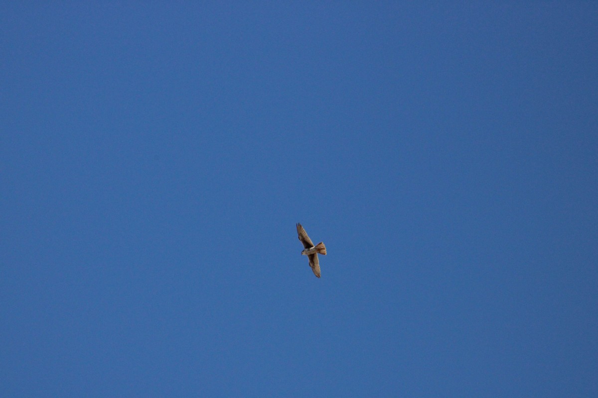 Prairie Falcon - Sundar Laks