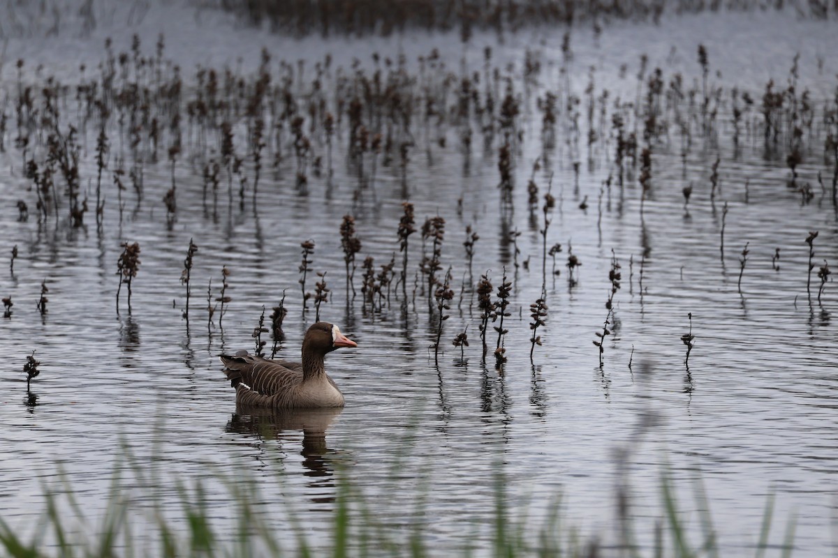 Greater White-fronted Goose - ML615564835