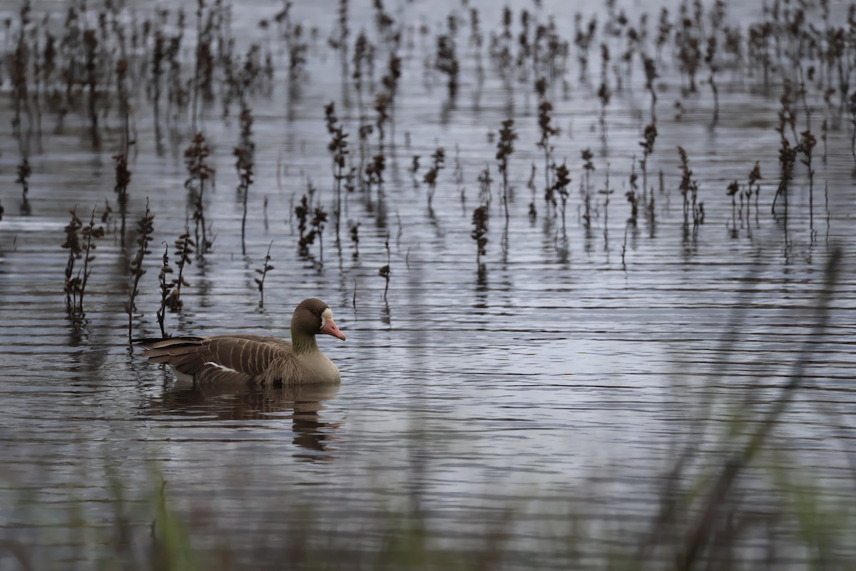 Greater White-fronted Goose - ML615564837