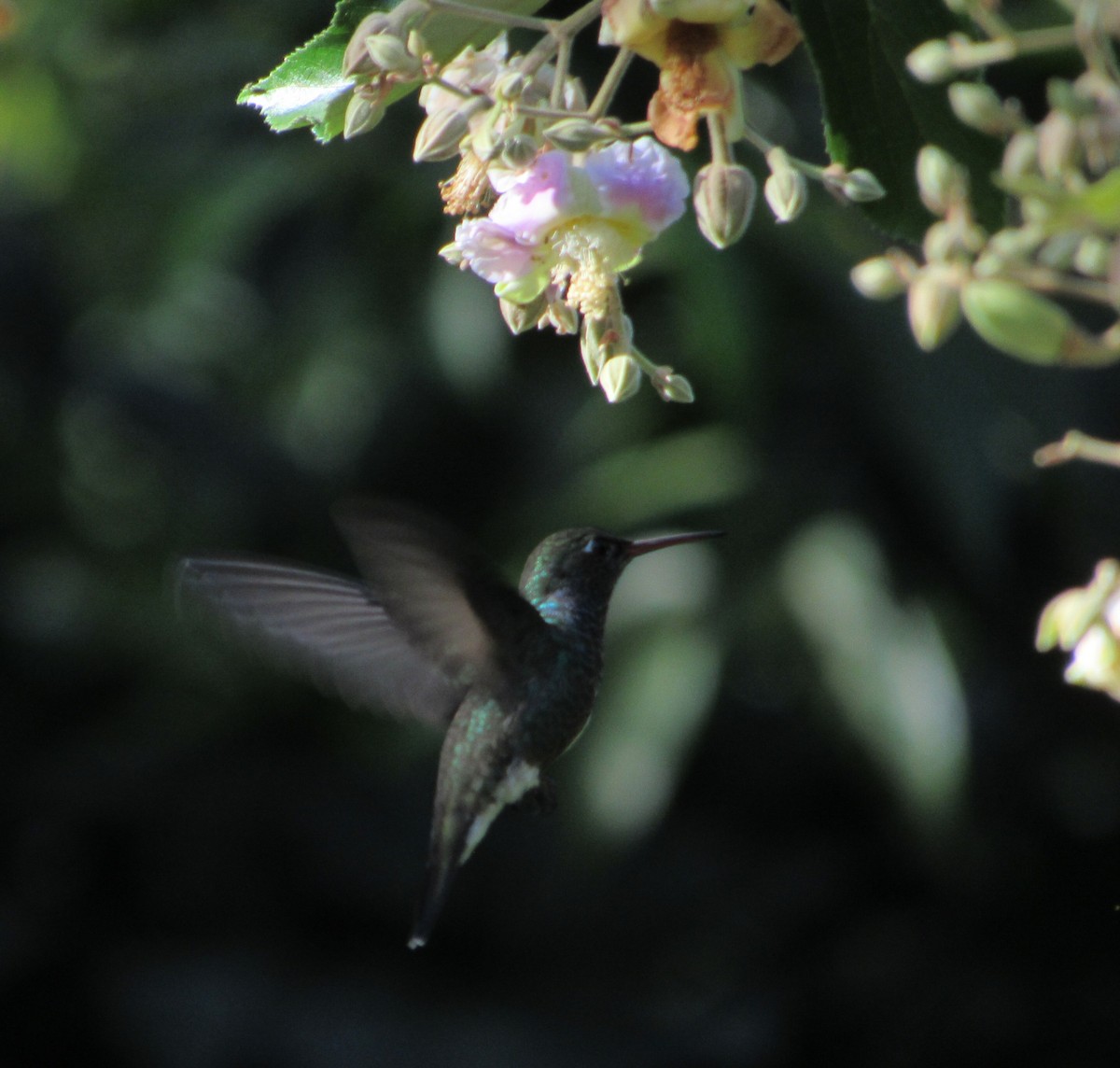 kolibřík safírový - ML615564846