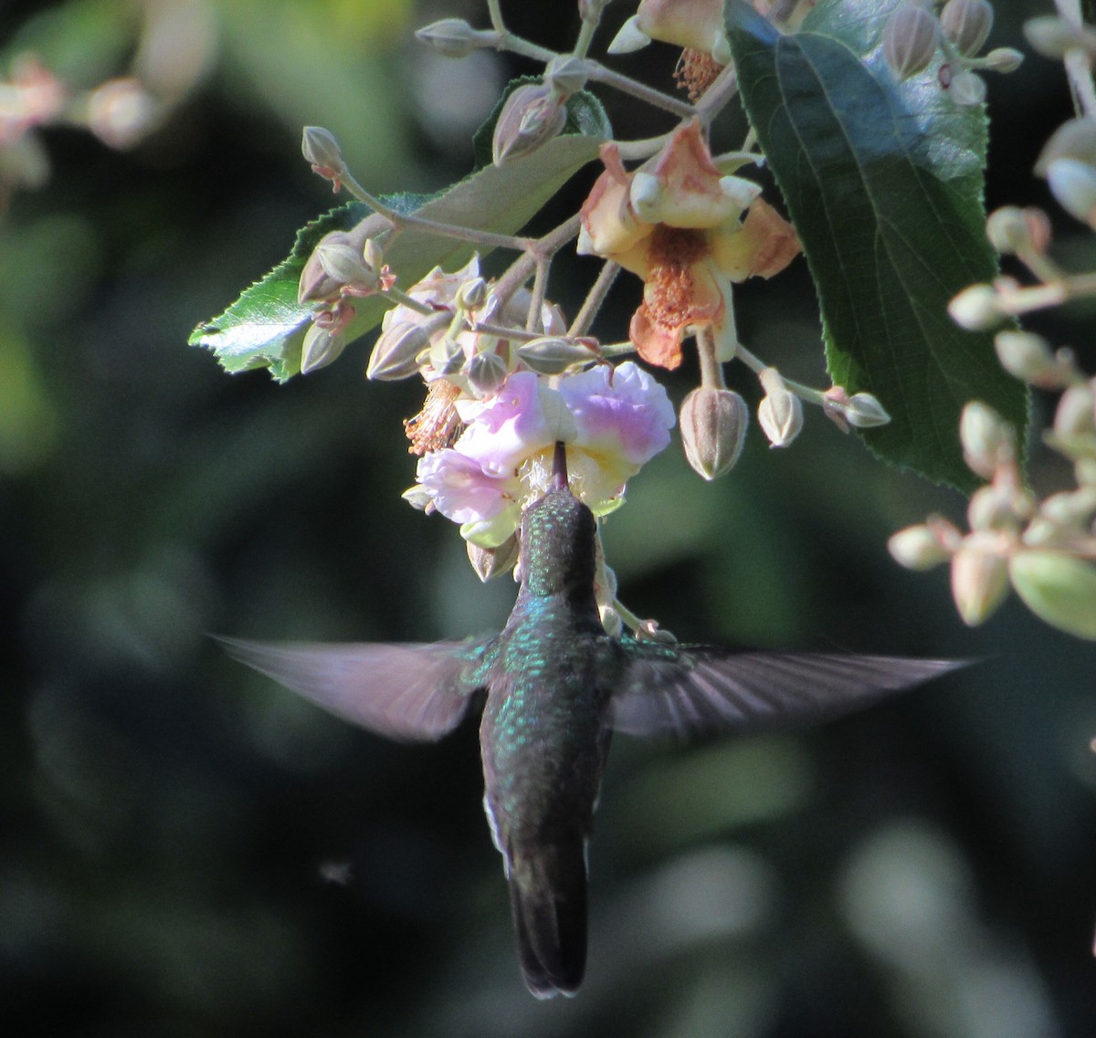 kolibřík safírový - ML615564847