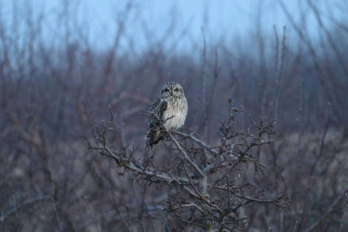 Short-eared Owl - ML615564895