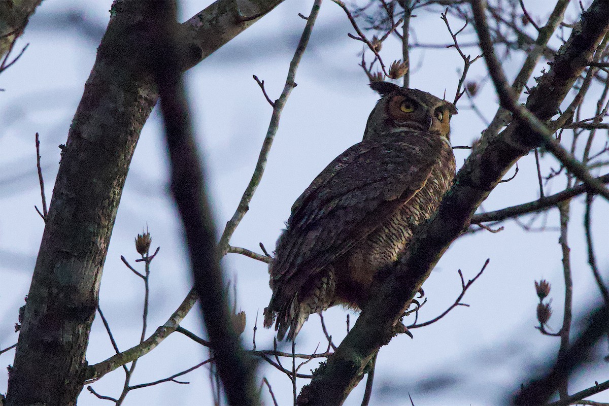 Great Horned Owl - ML615564957