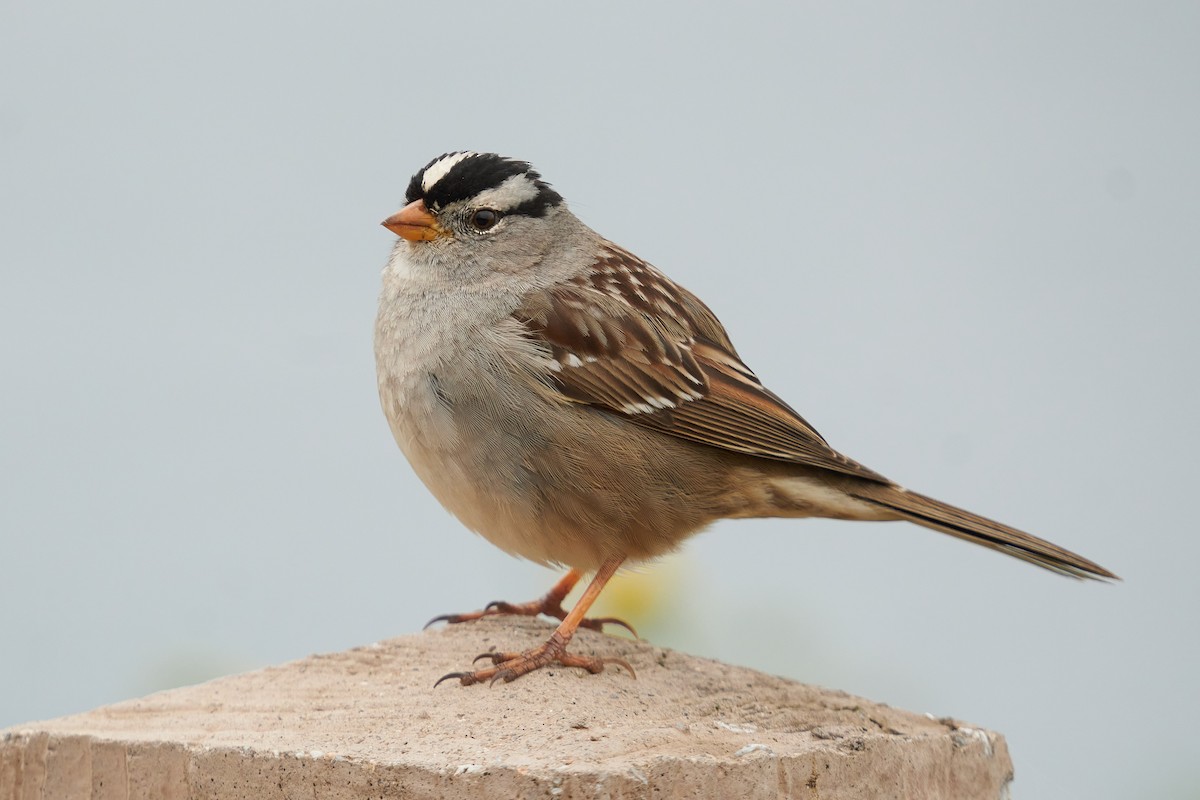 White-crowned Sparrow - ML615565066