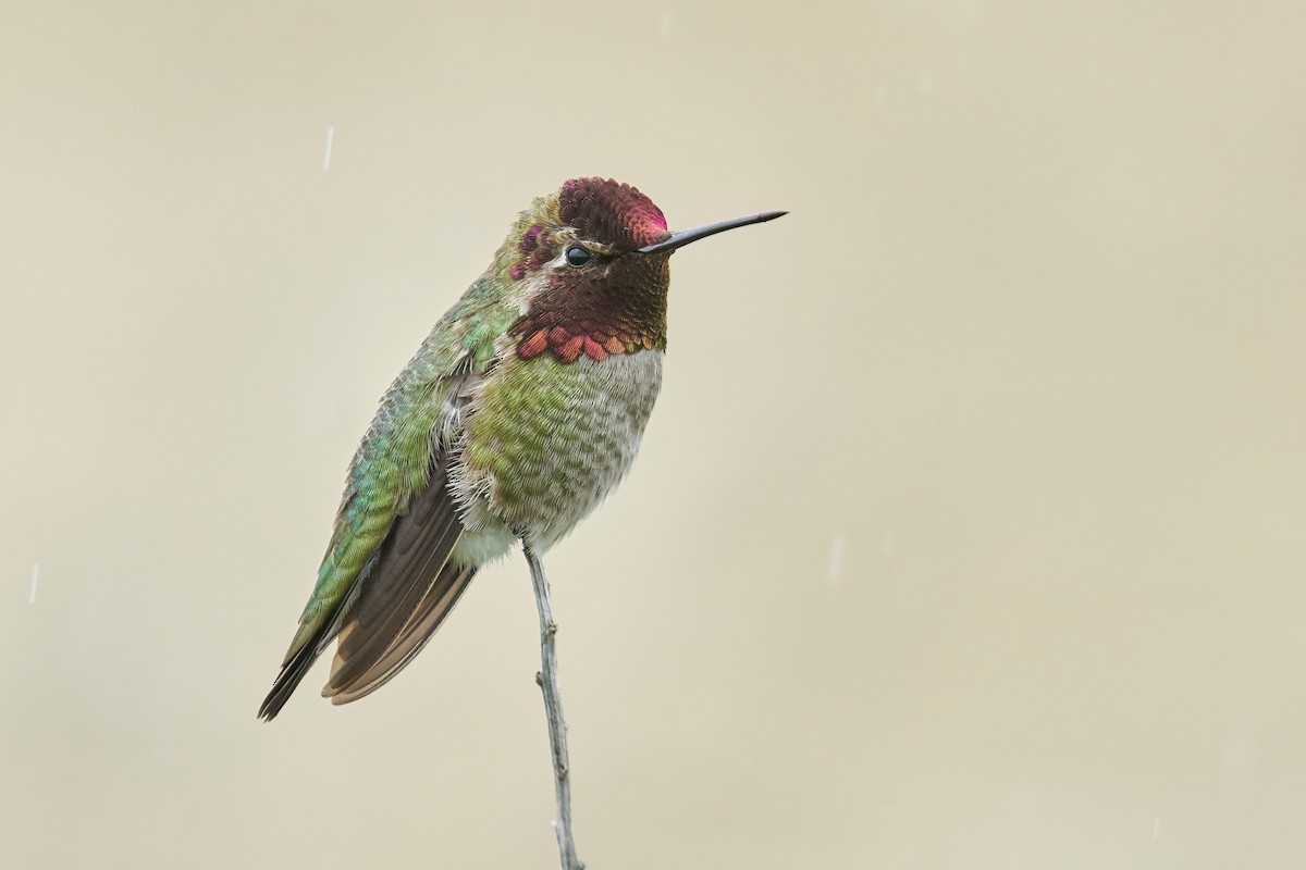 Anna's Hummingbird - Grigory Heaton