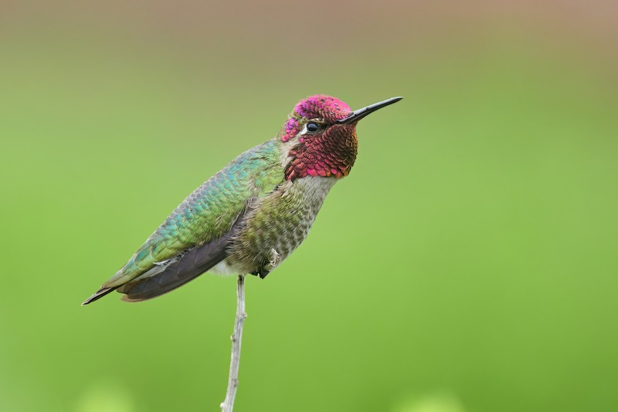 Anna's Hummingbird