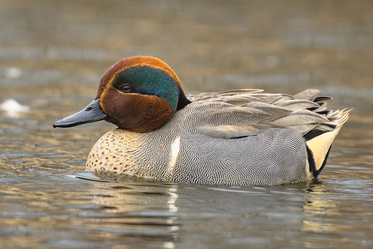Green-winged Teal - ML615565229
