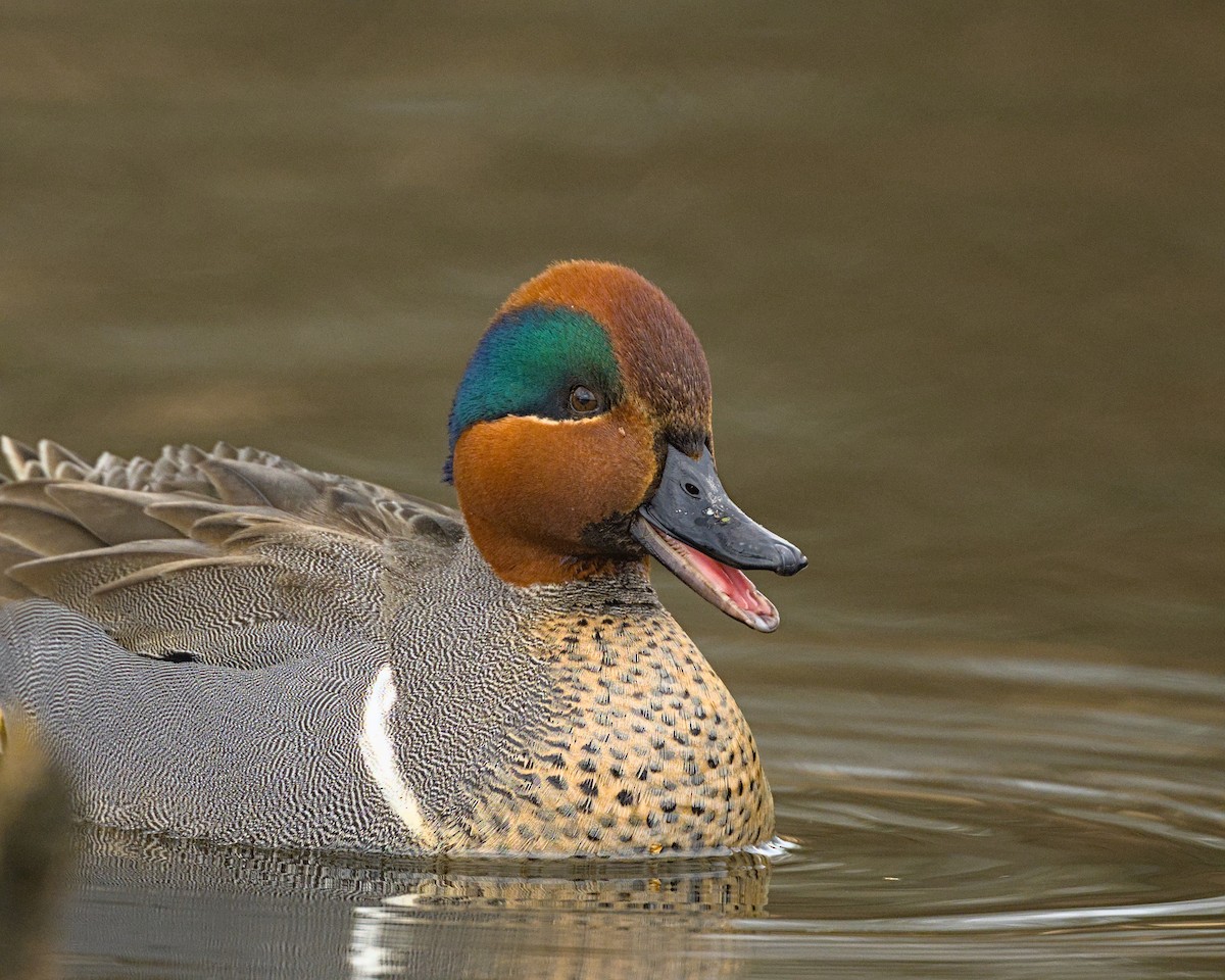 Green-winged Teal - ML615565230