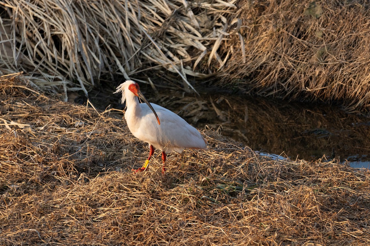 Crested Ibis - ML615565285