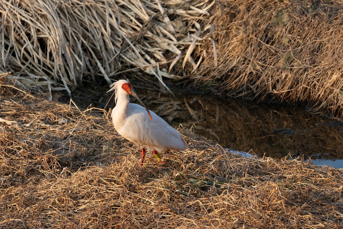 Crested Ibis - ML615565290