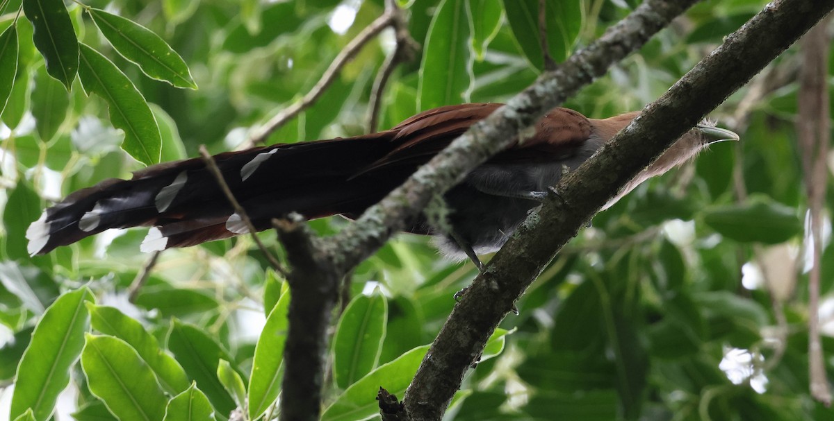 Squirrel Cuckoo (Amazonian) - Skip Russell