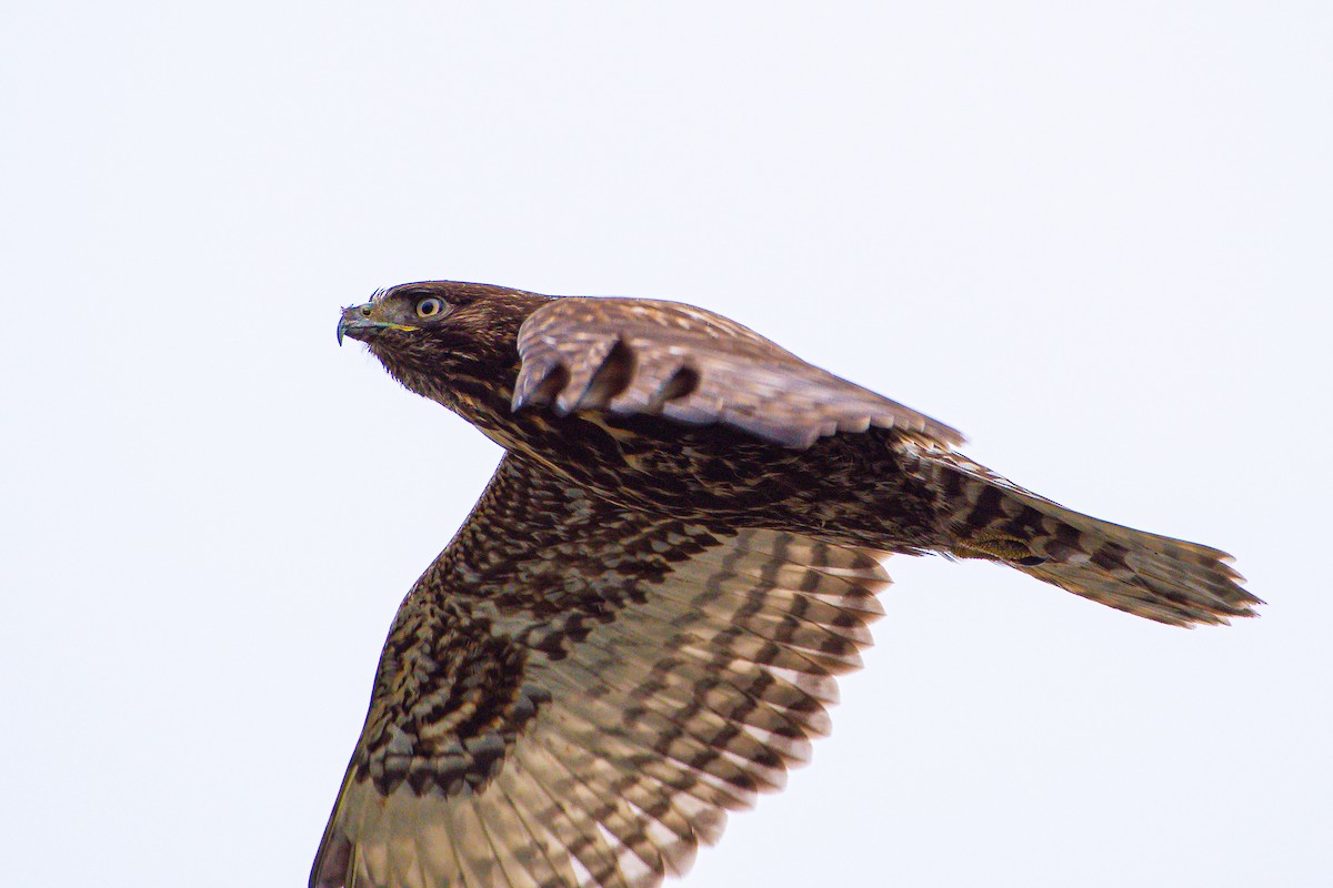 Red-tailed Hawk - ML615565478