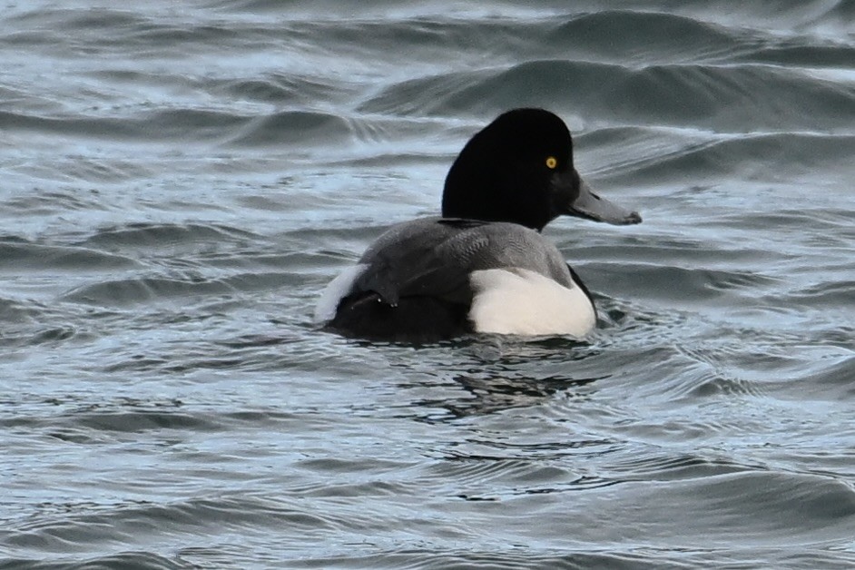 Greater Scaup - ML615565536