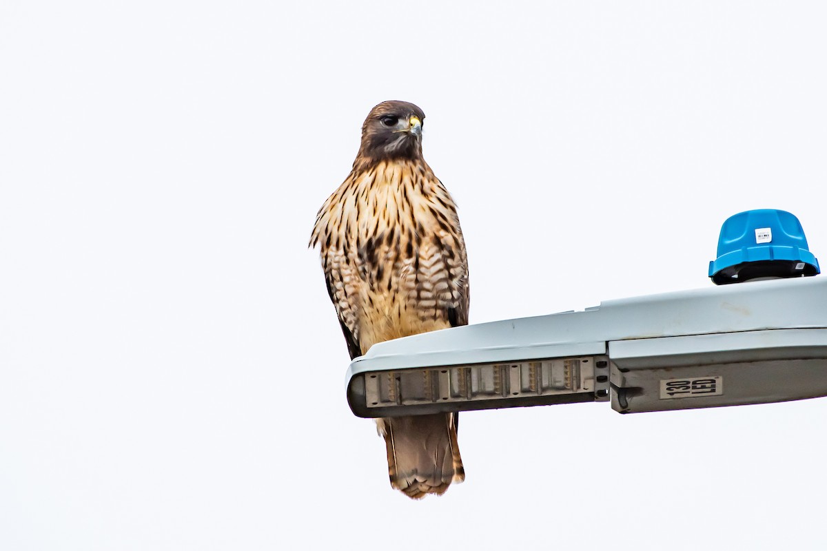 Red-tailed Hawk - ML615565552