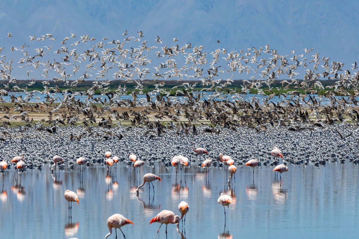 Chilean Flamingo - ML615565661