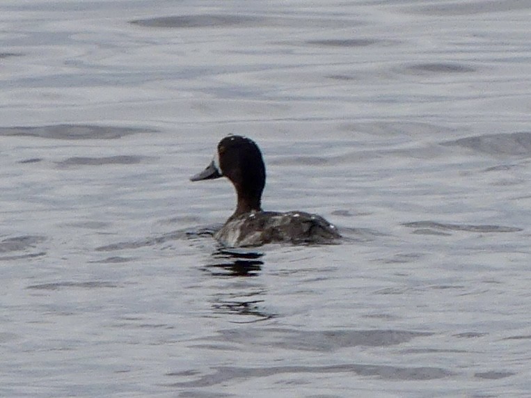 Greater Scaup - ML615565940