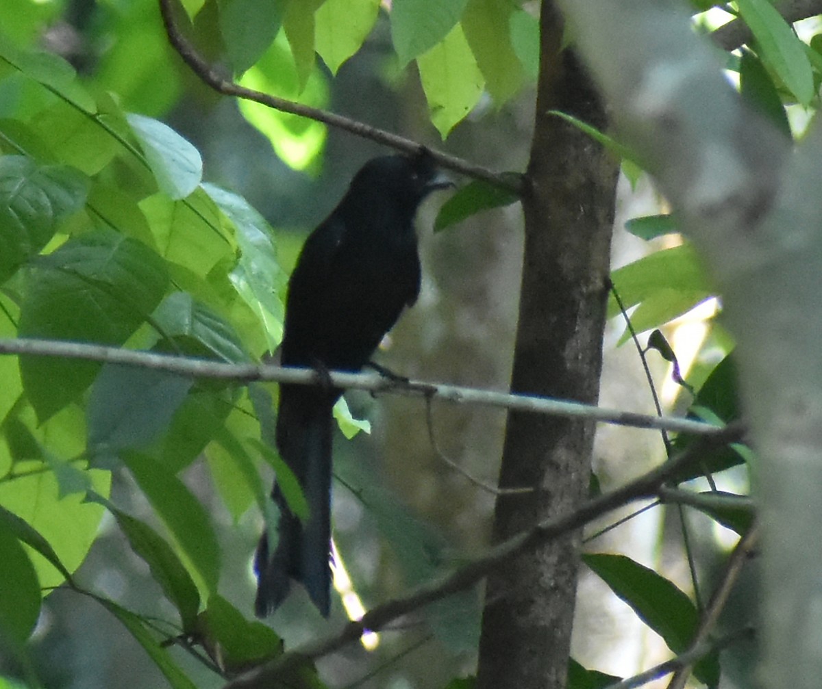 Greater Racket-tailed Drongo - ML615566086