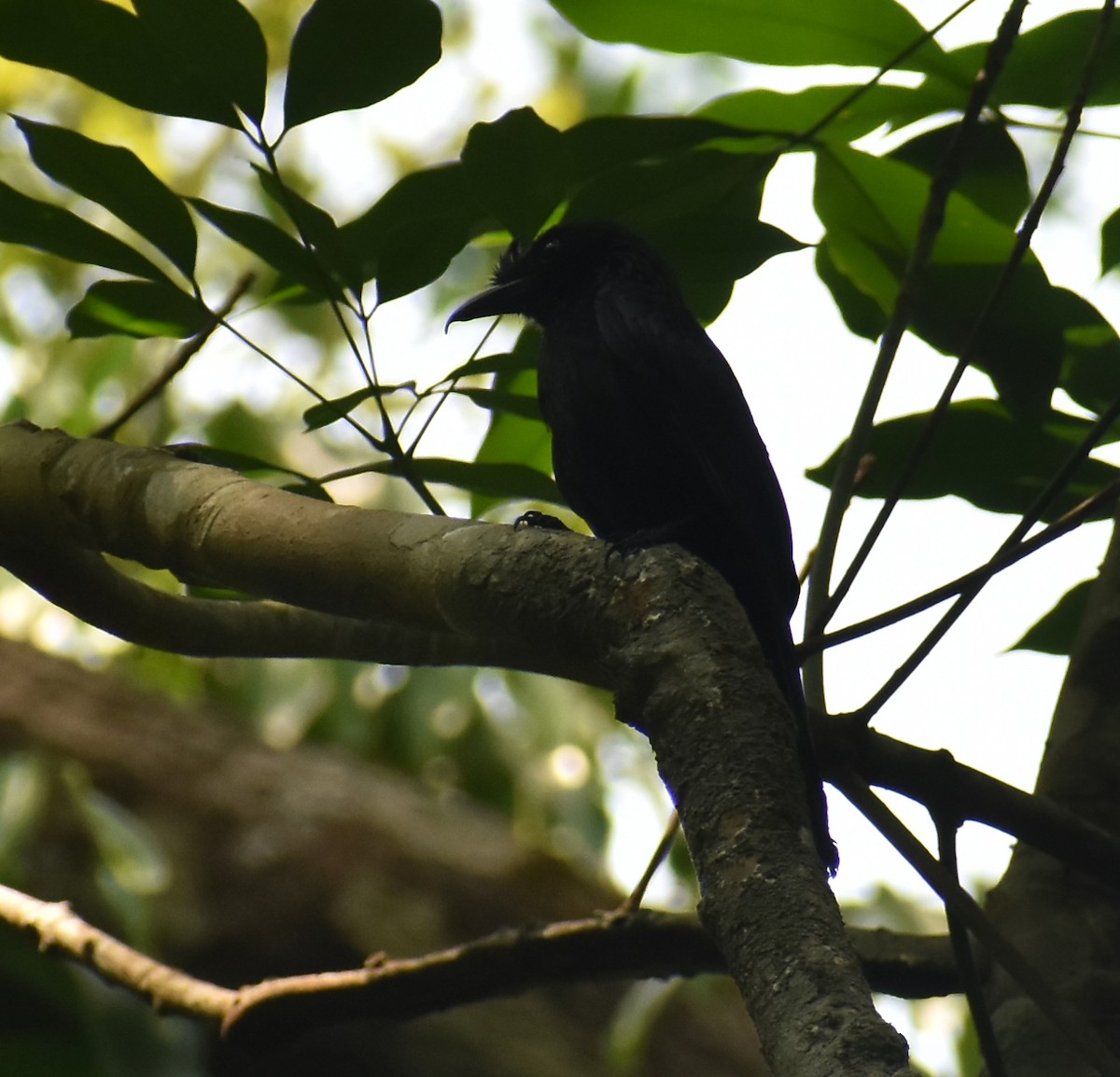 Greater Racket-tailed Drongo - ML615566087