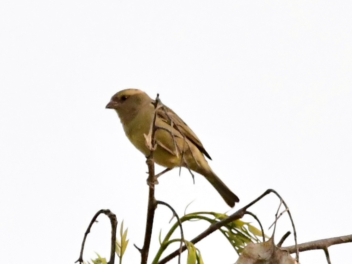 Plain-backed Sparrow - ML615566189