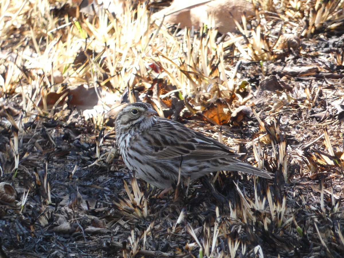 Savannah Sparrow - ML615566436