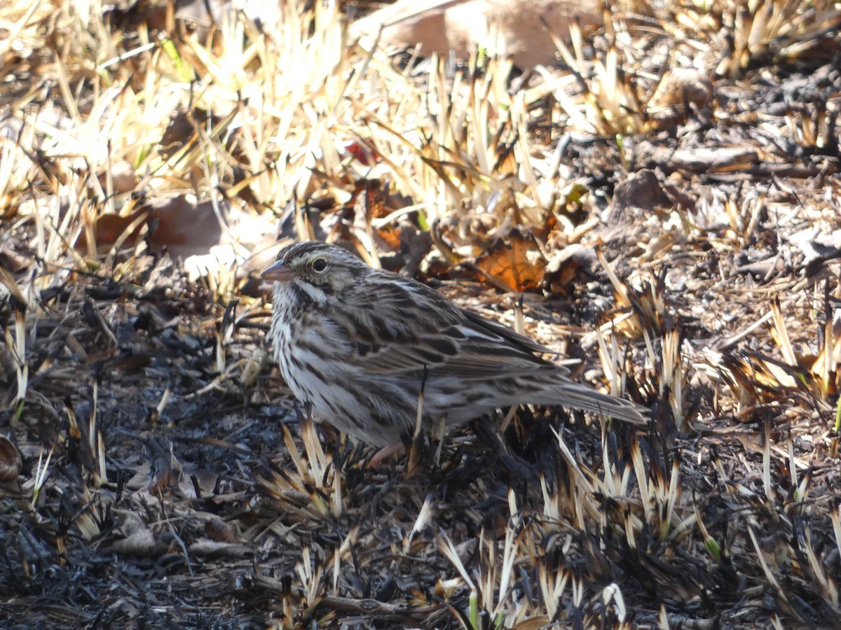 Savannah Sparrow - ML615566437