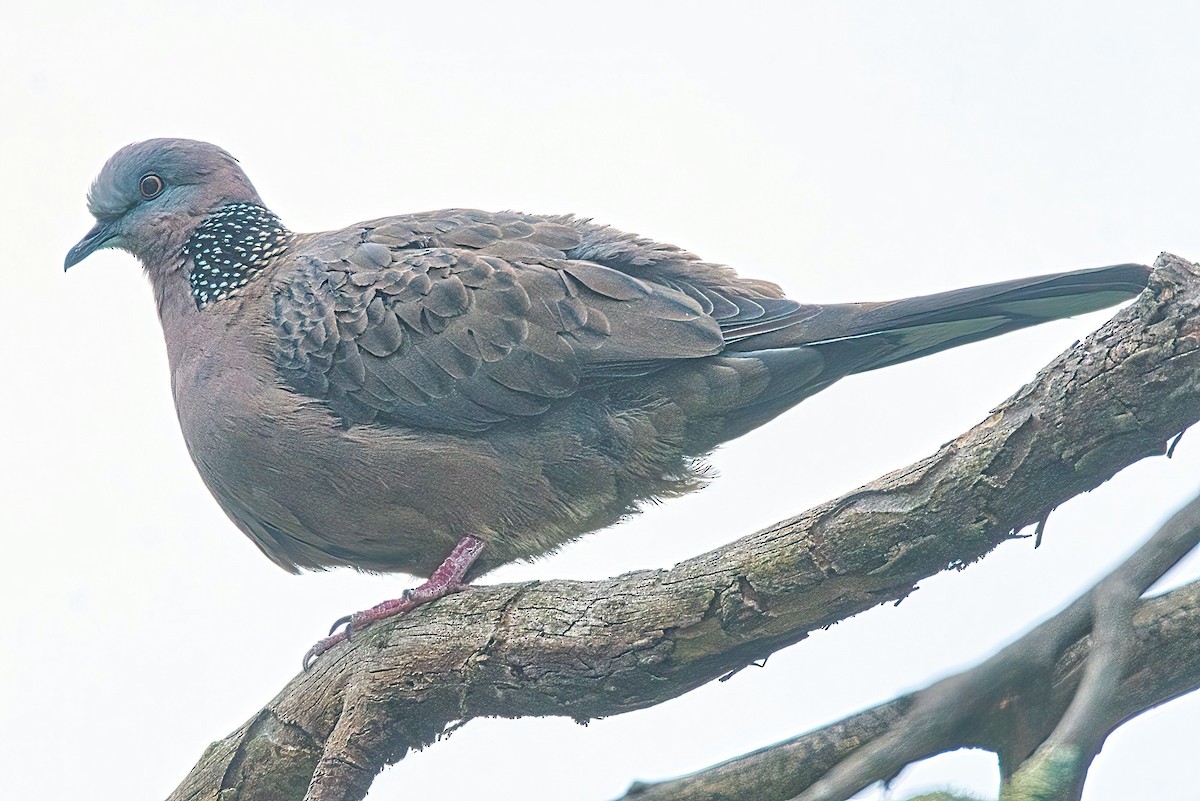 Spotted Dove (Eastern) - ML615566473
