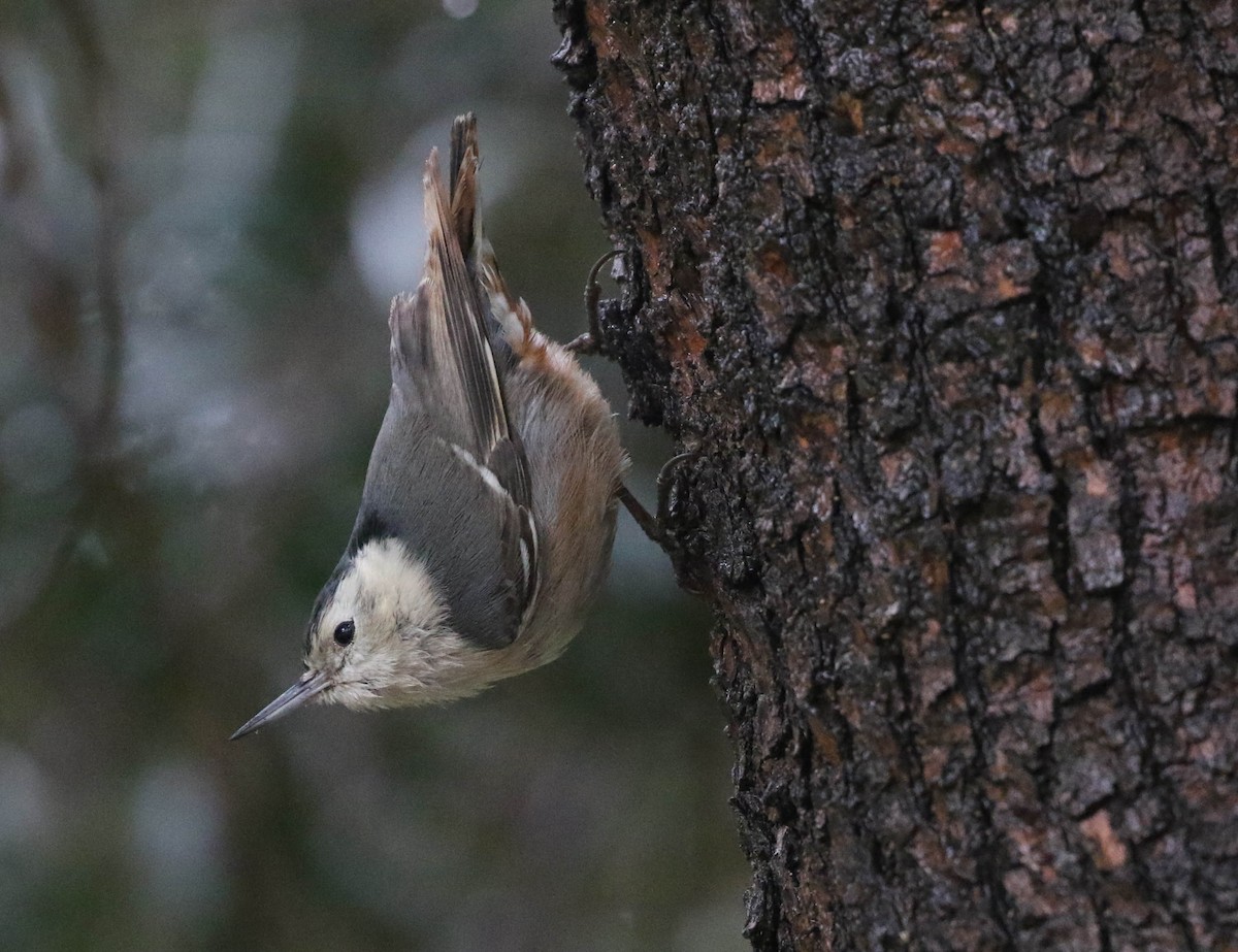 White-breasted Nuthatch (Pacific) - Larry Schmahl