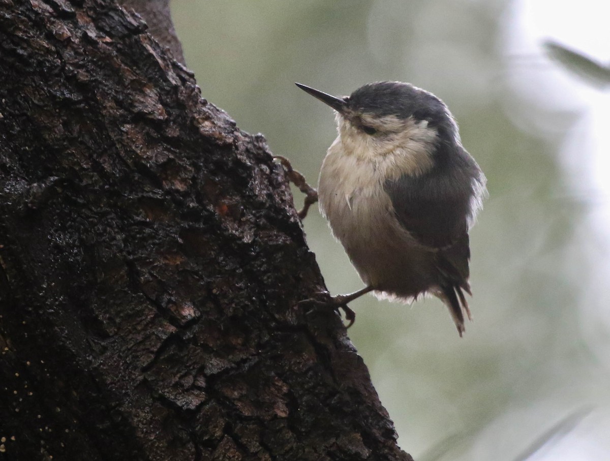 White-breasted Nuthatch (Pacific) - ML615566618