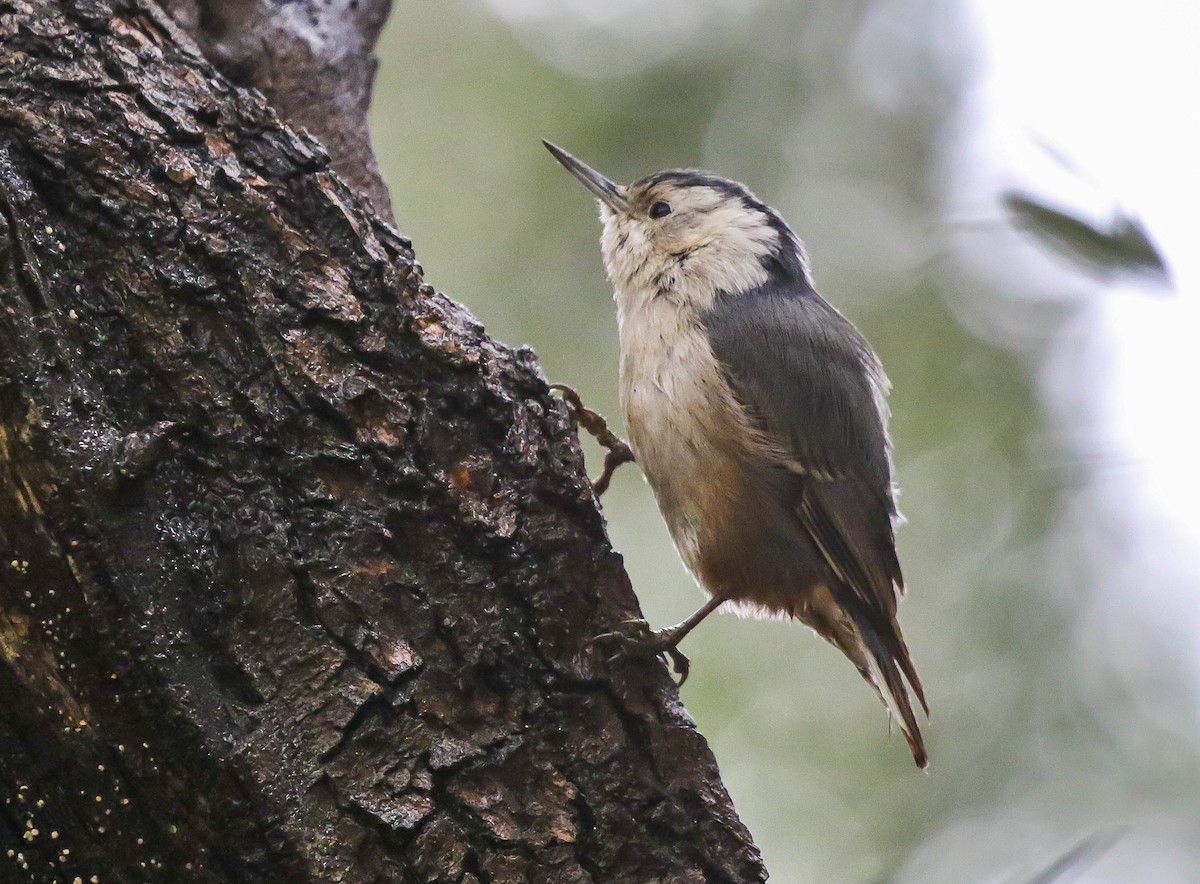 White-breasted Nuthatch (Pacific) - ML615566620