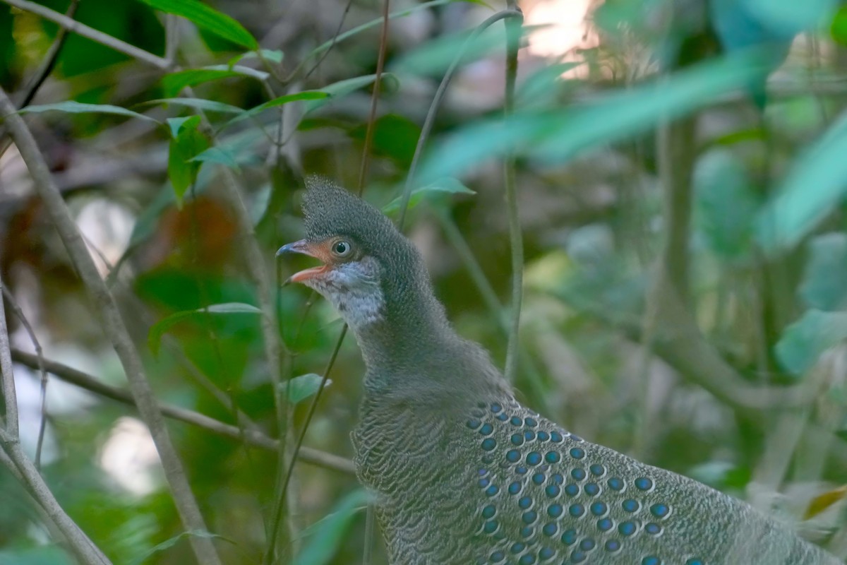 Gray Peacock-Pheasant - ML615566671