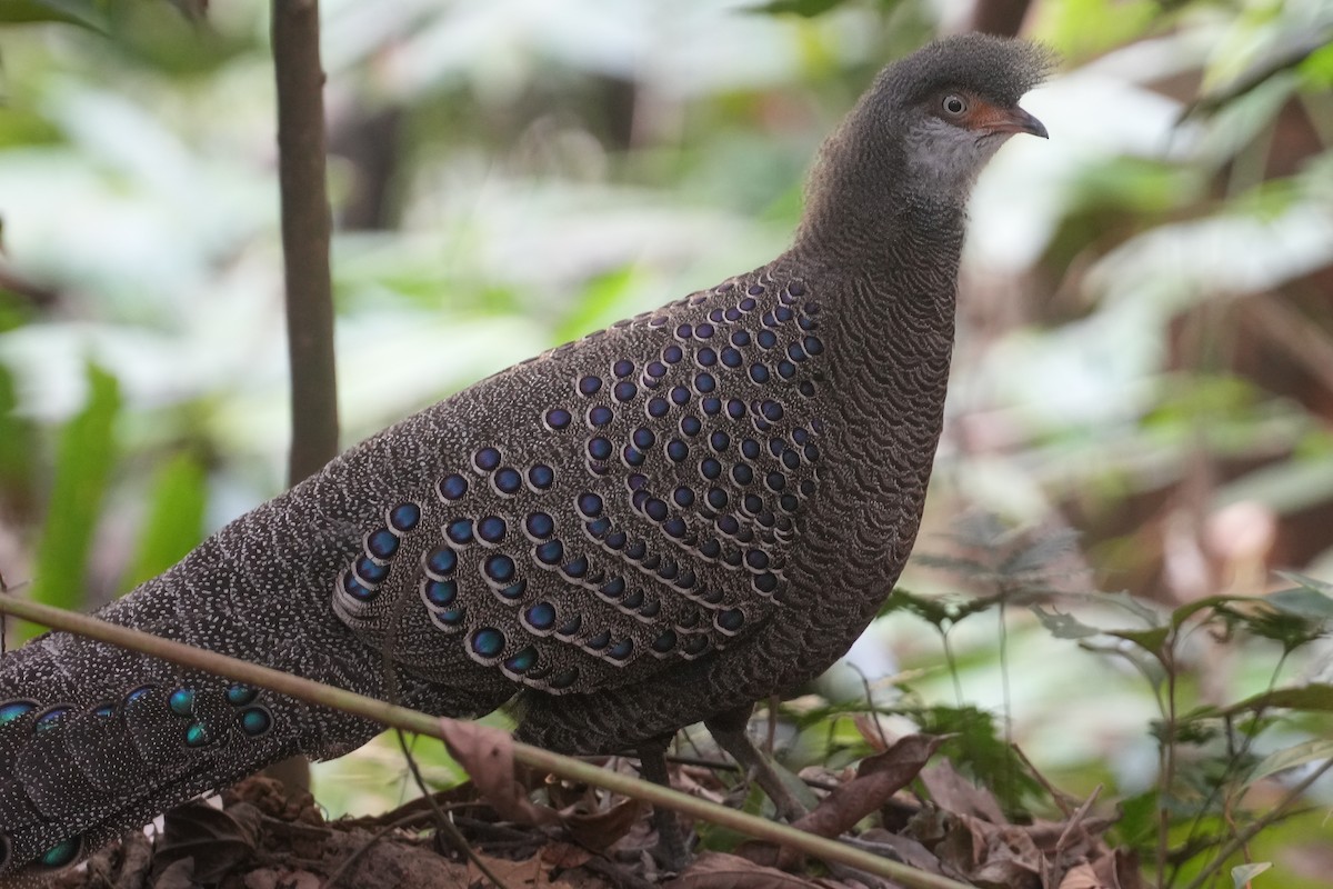 Gray Peacock-Pheasant - ML615566697