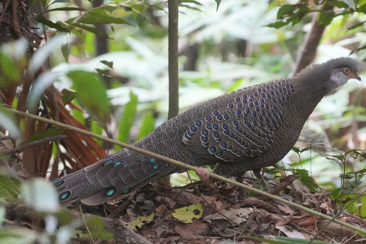 Gray Peacock-Pheasant - ML615566702