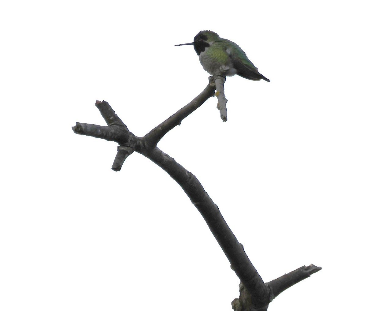 Anna's Hummingbird - ML615567061