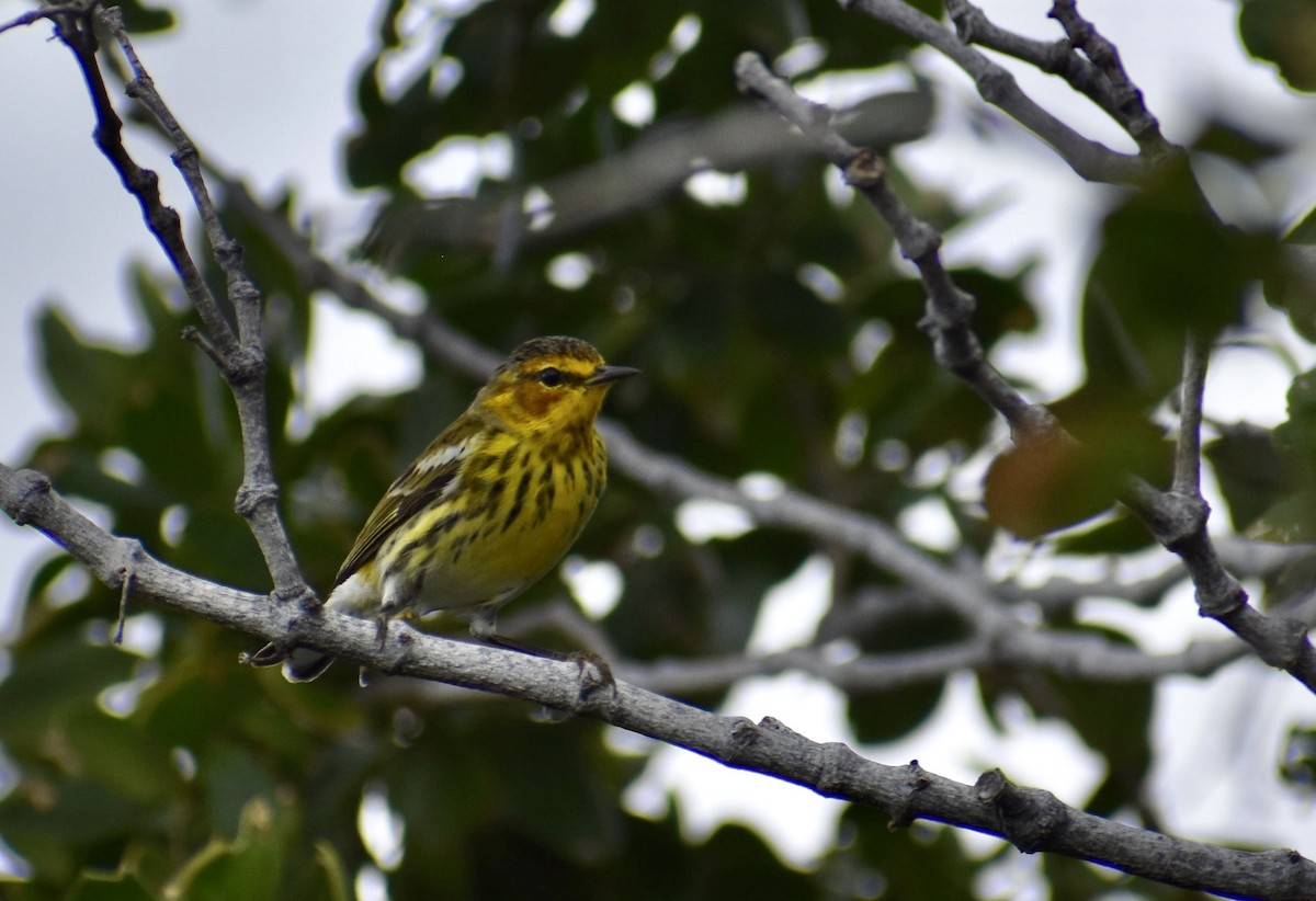 Cape May Warbler - ML615567204