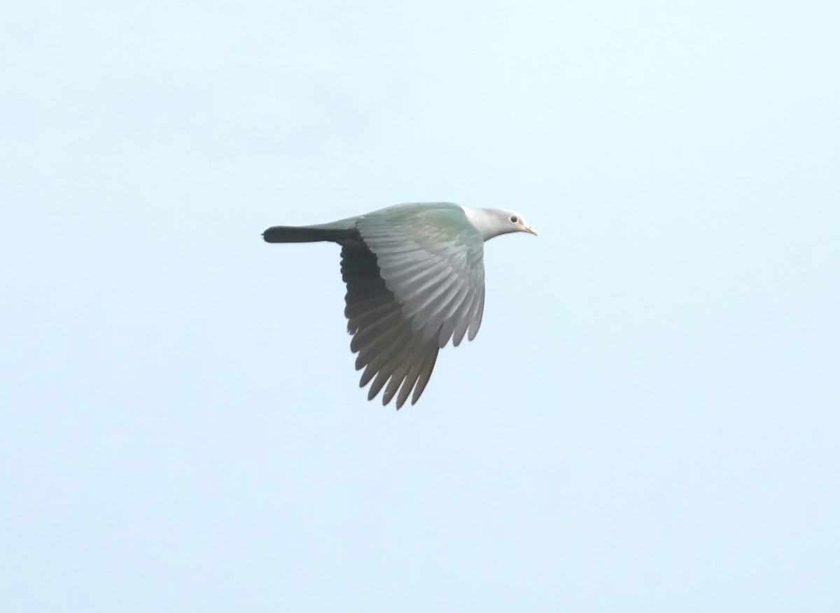 Green Imperial-Pigeon - ML615567328