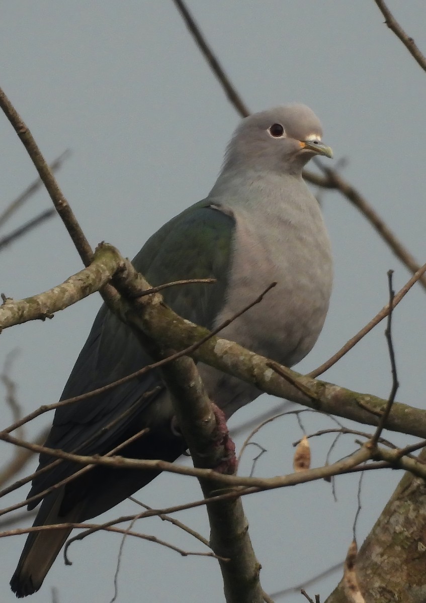 Green Imperial-Pigeon - ML615567496