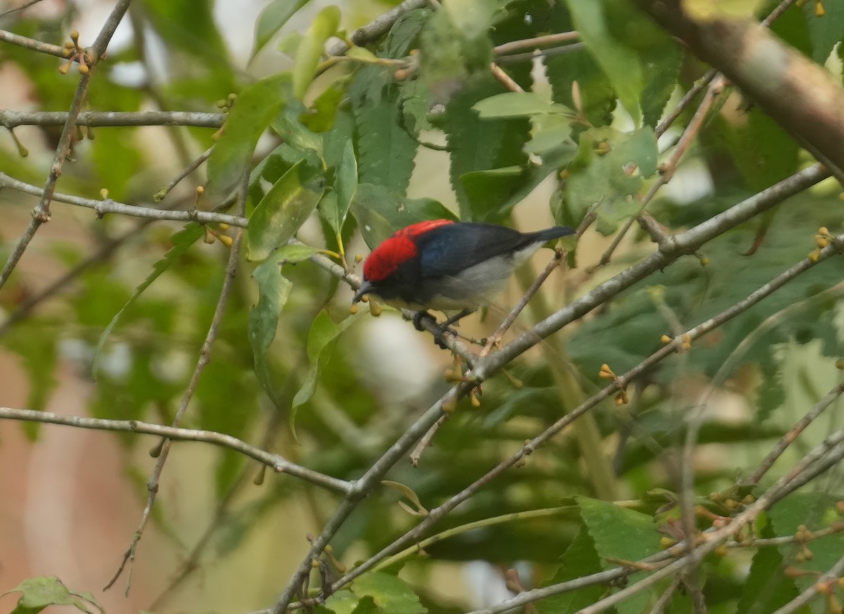 Scarlet-backed Flowerpecker - ML615567503