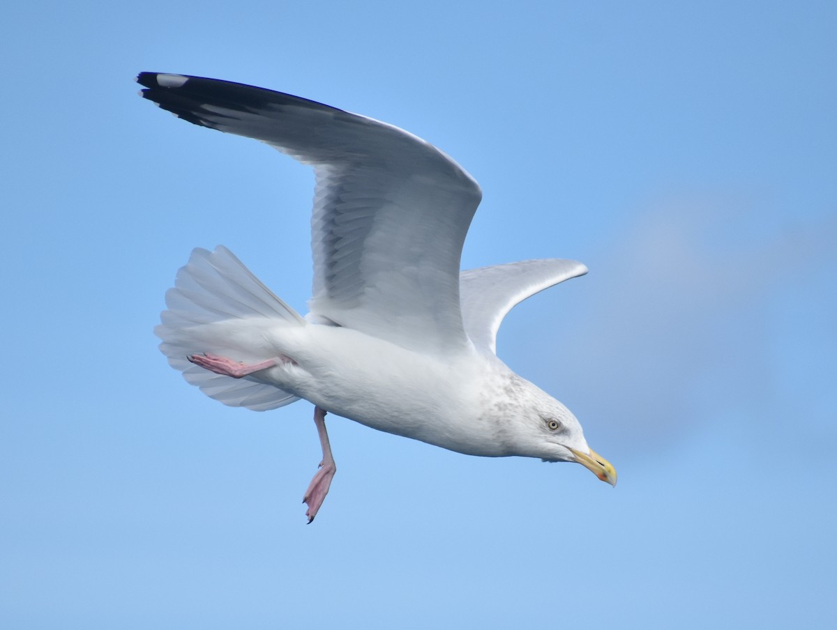 Herring Gull (American) - ML615567598