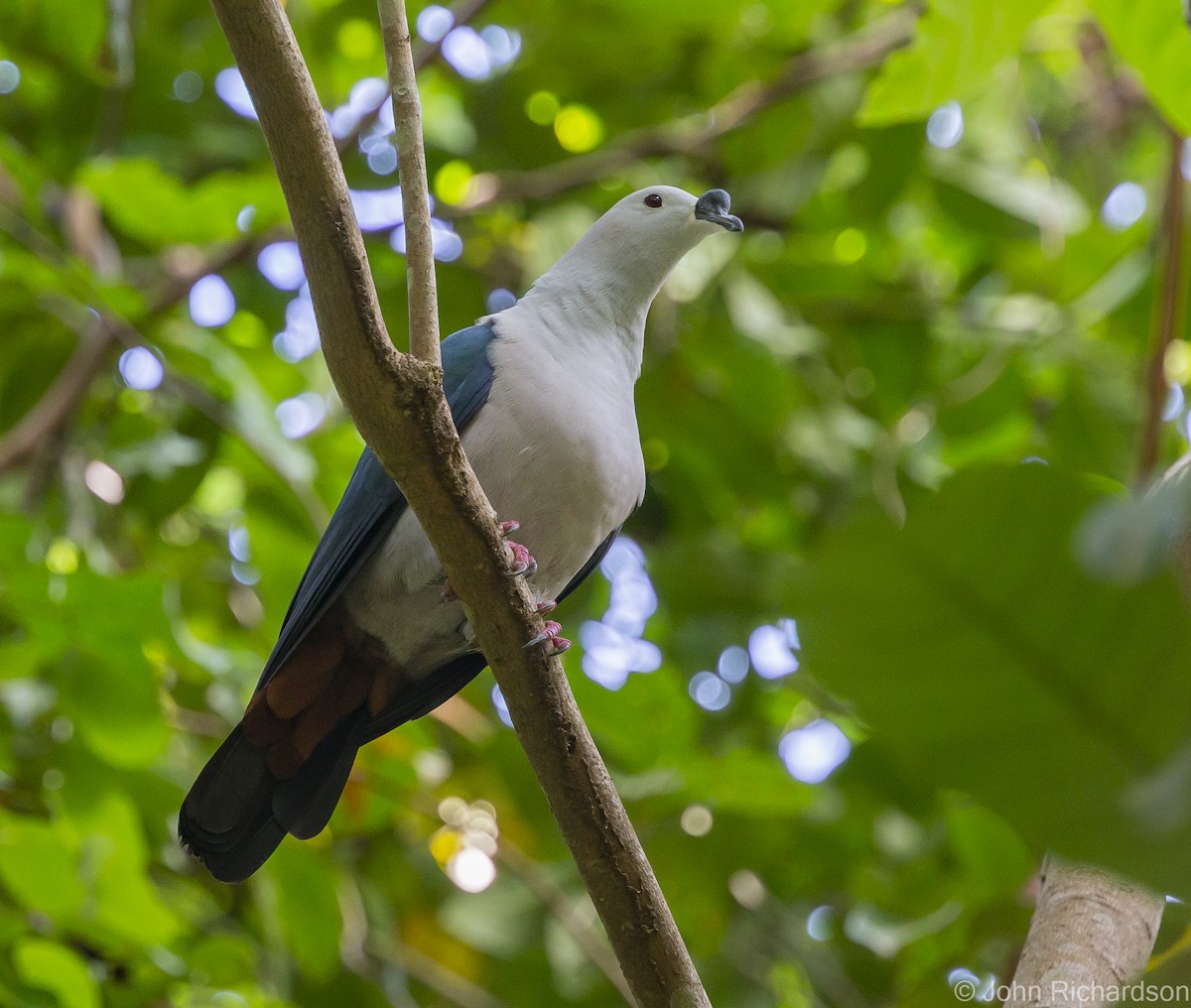 Spice Imperial-Pigeon - ML615567648