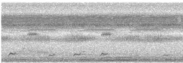 Pauraquenachtschwalbe - ML615567753