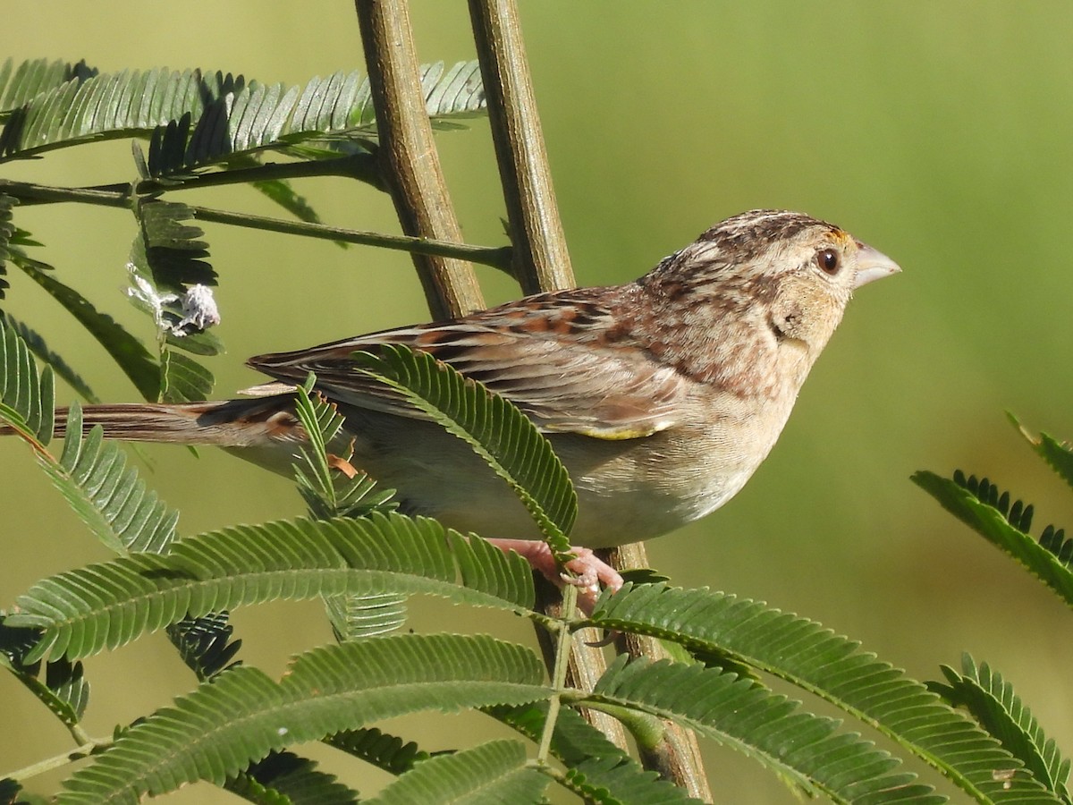 Grasshopper Sparrow - Valeria López