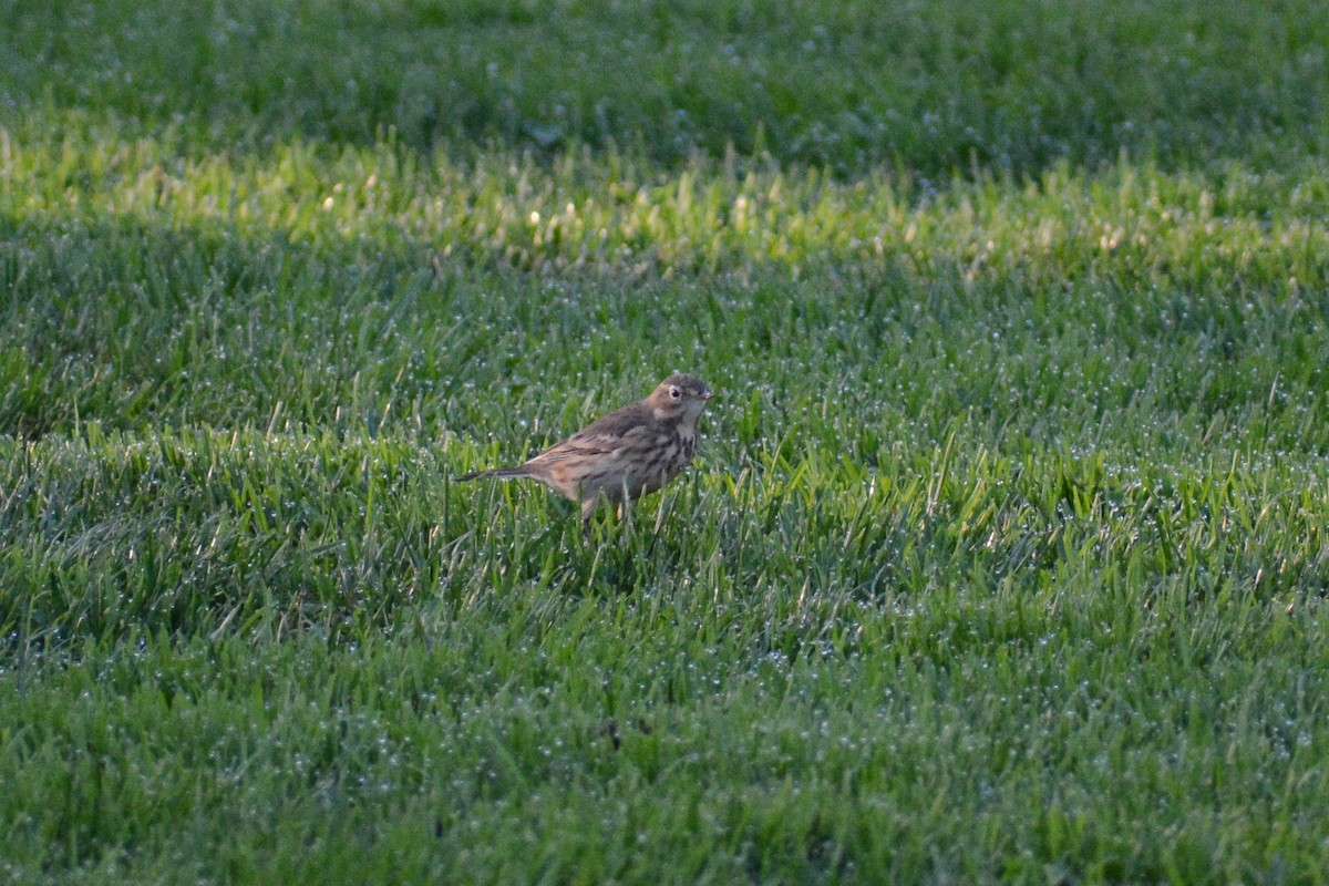 American Pipit (rubescens Group) - ML615567926